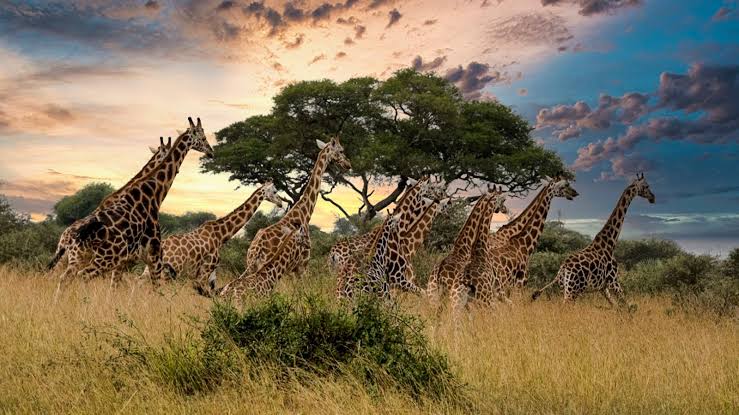 Beyond the Culture: Discovering the Breathtaking Natural Wonders of the Omo Valley